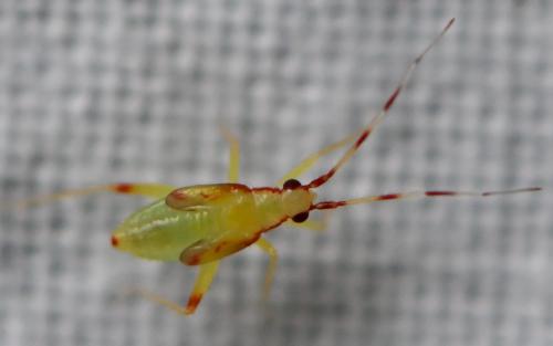 Campyloneura virgula